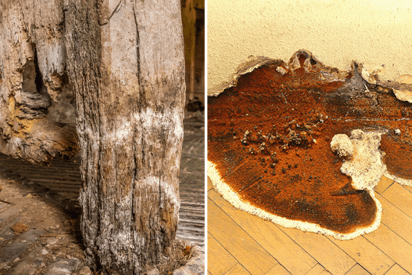 Liverpool Dry Rot & Wet Rot Services | Barrier Property Care